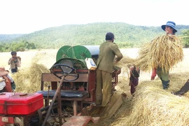 Hướng đến thương hiệu gạo Ba Chăm