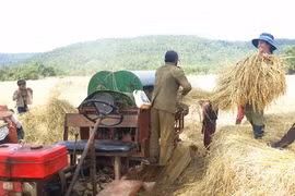 Hướng đến thương hiệu gạo Ba Chăm