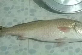 Bắt được cá nghi sủ vàng nặng 4,5 kg ở Bình Định