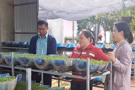Trồng rau mầm cho thu nhập khá