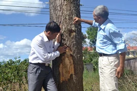 Hàng thông cổ thụ đẹp nhất Gia Lai bị xâm hại