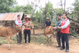 Chư Pưh: Bàn giao bò giống cho bệnh nhân phong