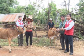 Chư Pưh: Bàn giao bò giống cho bệnh nhân phong