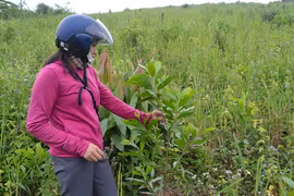 Gia Lai :Đẩy mạnh thu hồi đất lâm nghiệp bị lấn chiếm để trồng rừng