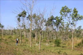 DA chuyển đổi rừng trồng cao su 'phá sản',DN Gia Lai 'xé rào' trồng mít,xoài