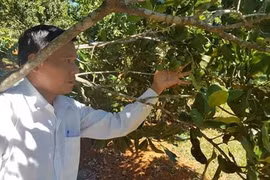 Cây"tỉ đô" ở Tây Nguyên giờ ra sao:Vào vườn mắc ca "tính tiền"cùng nông dân