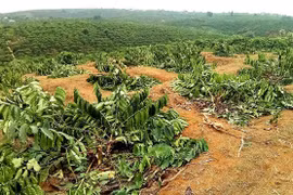 100 cây cà phê quả sai trĩu cành bị kẻ xấu chặt hạ trong đêm