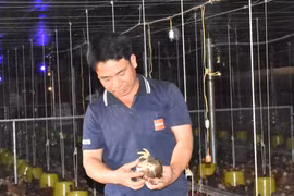 Nuôi gà công nghệ cao thu lãi lớn