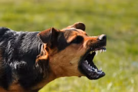 Bé trai 7 tuổi bị chó cắn biến dạng mặt