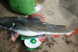 Gia Lai: Chong đèn đi bắt cá "khủng" trên dòng dòng Sê San