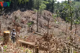 Điều tra dấu hiệu trục lợi hơn 5 tỷ đồng ở BQL rừng Đăk Đoa