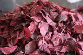 Những tác dụng phụ của rau dền