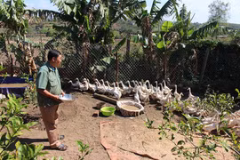 Nuôi vịt siêu trứng trên đệm lót sinh học ở Chư Sê