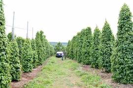 Tưới tiết kiệm nước trên cây hồ tiêu: Giảm chi phí, tăng lợi nhuận