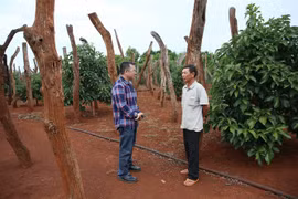 Giải pháp nào cứu người dân trồng cây tiêu?