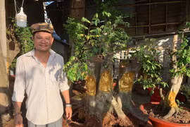 Độc đáo người đàn ông ở Cần Thơ dát vàng lên gốc cây