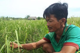 Thương lái mua lúa non về... làm thuốc ?