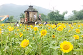 Thái Nguyên: Giới trẻ thỏa sức "check in" trong phim trường sống ảo