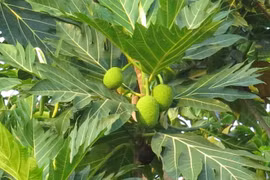 Ngừa bệnh từ quả sa kê