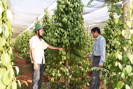 Đẩy mạnh liên kết sản xuất tiêu thụ hồ tiêu