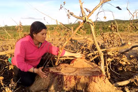 Gia Lai "nóng" nạn trộm cắp gỗ quý