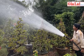 Gia Lai: Sẵn sàng mùa hoa Tết