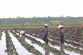 Gia Lai chuyển đổi đất lúa kém hiệu quả: Nhiều khó khăn