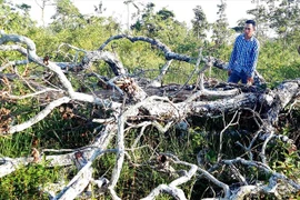 Rừng Tây Nguyên bị tàn phá nghiêm trọng: "Tàng hình" trách nhiệm