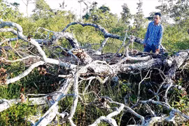 Rừng Tây Nguyên bị tàn phá nghiêm trọng: "Tàng hình" trách nhiệm