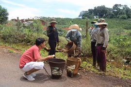 Thứ rau rừng đặc sản ở Tây Nguyên, chưa kịp nhú đã bị đào, chưa mang ra tới chợ đã tranh nhau mua