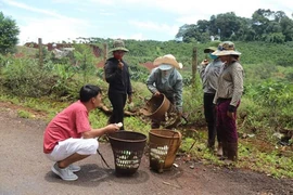 Thứ rau rừng đặc sản ở Tây Nguyên, chưa kịp nhú đã bị đào, chưa mang ra tới chợ đã tranh nhau mua