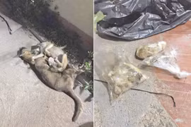 Chư Sê: Tạm giữ đối tượng bắt trộm chó