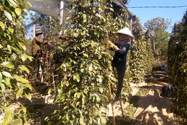 Chư Pưh thu hút đầu tư vào lĩnh vực nông nghiệp