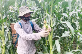 Nông dân Ayun Pa thu nhập khá từ cây bắp ngọt