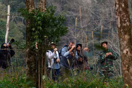 Chim trời phiêu du ký: Du lịch xem chim tại sao không ?