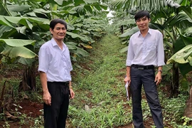 Gia Lai có thêm 4 mã số vùng trồng chuối được phê duyệt