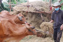 Ủy ban nhân dân tỉnh Gia Lai trả lời kiến nghị của cử tri huyện Kbang