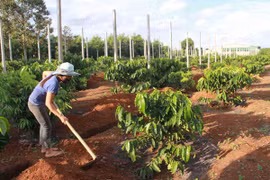 Tây Nguyên tăng diện tích cây trồng xen trong vườn cà phê