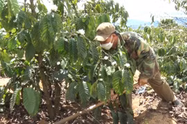 Cựu chiến binh Dương Thanh Dân vượt khó làm giàu