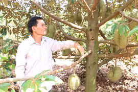 Chư Pưh tạo đột phá từ xây dựng mã vùng trồng