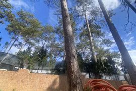 Tự ý xây quây, "nhốt" các cây thông, khu biệt thự du lịch ở Đà Lạt bị phạt tiền