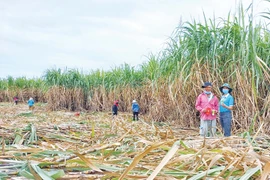 Thành Thành Công Gia Lai: Hồi sinh cây mía trên vùng đất Đông Nam tỉnh