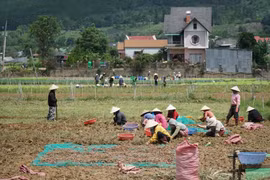 Lâm Đồng phát hiện nhiều cơ sở SXKD phân bón giả, kém chất lượng