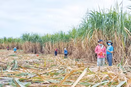 Thành Thành Công Gia Lai: Hồi sinh cây mía trên vùng đất Đông Nam tỉnh