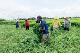 Ia Trok hướng đến vùng chuyên canh rau ngót