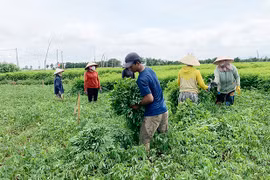 Ia Trok hướng đến vùng chuyên canh rau ngót