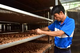 Kỳ công trồng cây ra trái ví như "nữ hoàng quả khô", bán sang Tây, doanh nghiệp, nông dân Lâm Đồng đều có lời