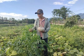 Cho cây dây bò "chung nhà" với cây thân đứng, cây dây bán trái, cây đứng bán ngọn, nông dân Bình Định thu 400-550 ngàn/ngày