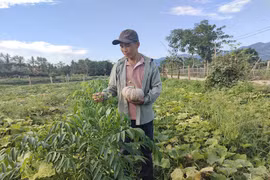 Cho cây dây bò "chung nhà" với cây thân đứng, cây dây bán trái, cây đứng bán ngọn, nông dân Bình Định thu 400-550 ngàn/ngày