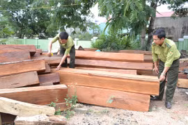 Gia Lai: Chuyển biến tích cực trong quản lý bảo vệ rừng